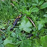 Nad Cicha -domki Caloroczne W Gorach *