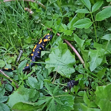 Nad Cicha -domki Caloroczne W Gorach *