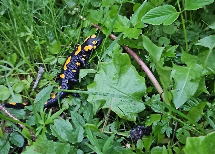 Nad Cicha -domki Caloroczne W Gorach *